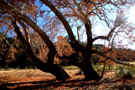 HARSHAW SYCAMORES -012 (11-30-11)