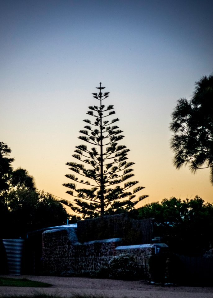 Norfolk Pine at sunset, Falmouth