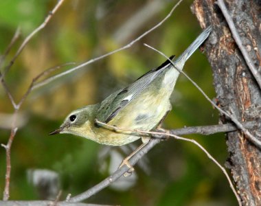 WARBLER, BLACK-THROATED BLUE (11-11-11) carmen, scc, az -07