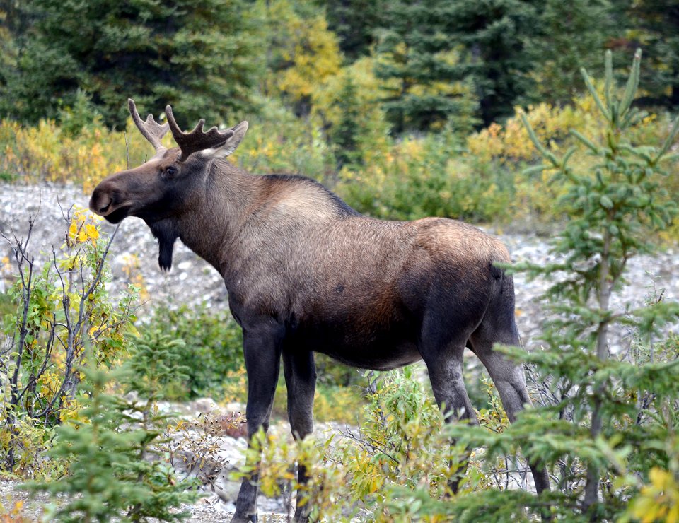 Autumn 2018 in Denali