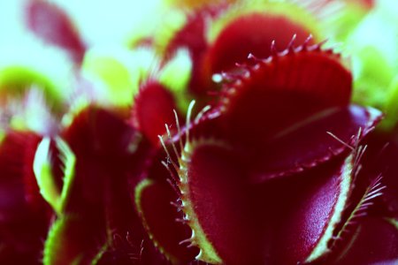 Venus Flytrap.