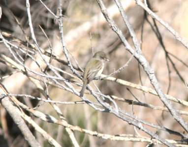 FLYCATCHER, WILLOW (6-2-11) patagonia-sonoita reserve, scc, az -01