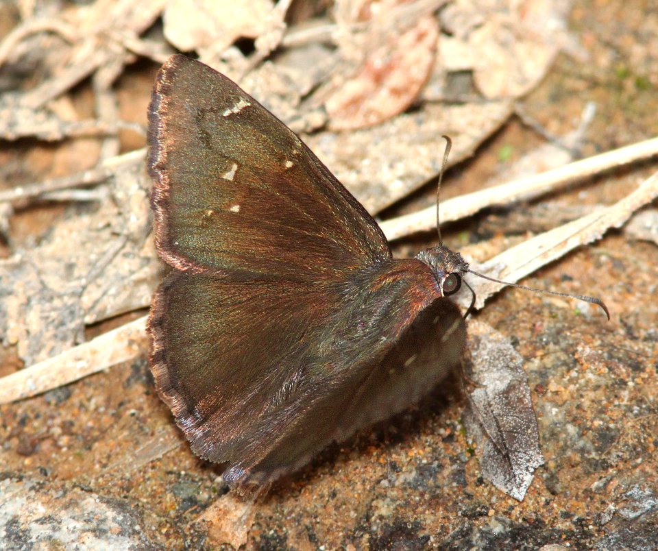 CLOUDYWING, NORTHERN (Thorybes pylades) (7-19-12) harshaw road, patagonia mts, scc, az -01