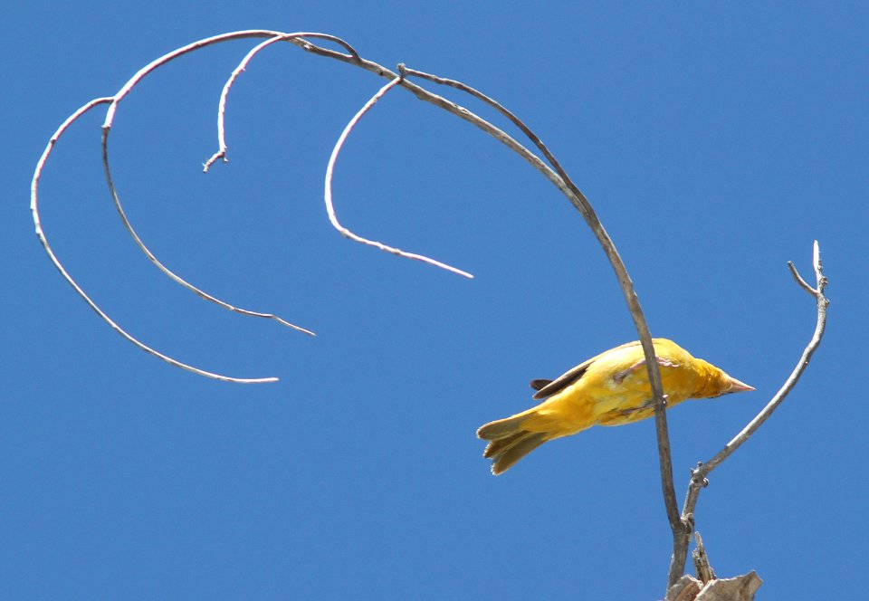 TANAGER, SUMMER (5-30-11) patagonia lake, scc, az -01a