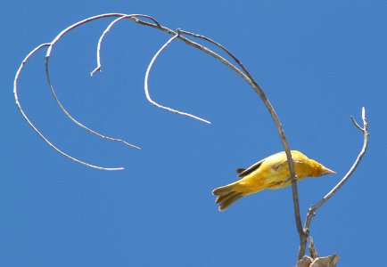 TANAGER, SUMMER (5-30-11) patagonia lake, scc, az -01a