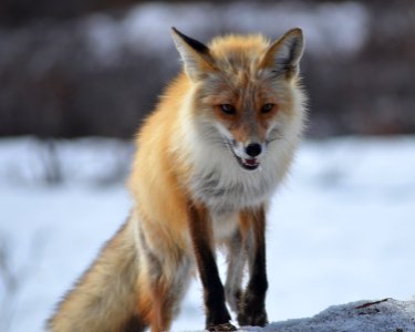 Red Fox in Denali photo