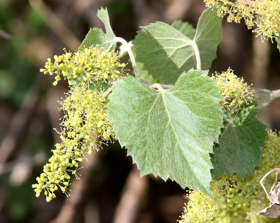 ARIZONA GRAPE (Vitis arizonica) (5-16-11) blue haven road, patagonia, scc, az -01