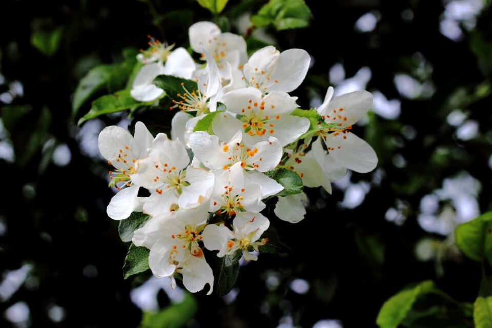 Spring plant bloom
