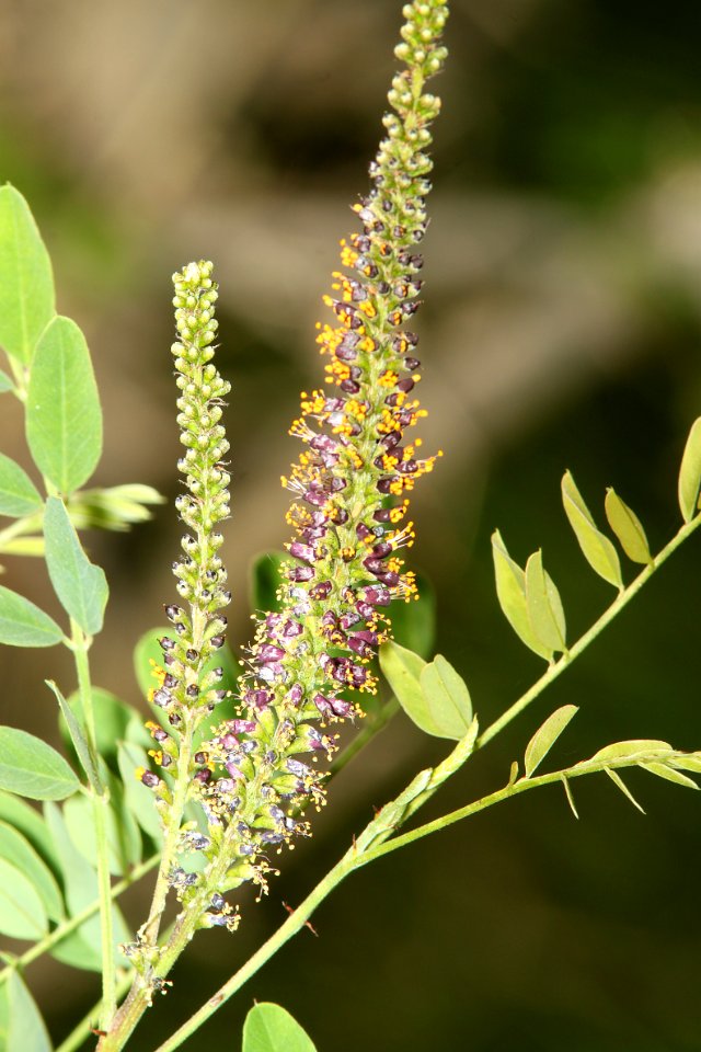 FALSE INDIGO (Amorpha fruitcoisa) (5-29-11) patagonia-sonoita creek preserve, scc, az -01
