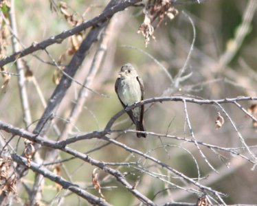 WOOD-PEWEE, WESTERN (5-10-11) patagonia lake, scc, az -01