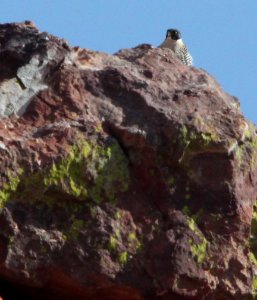 FALCON, PEREGRINE (4-4-12) red mountain, patagonia mts, scc, az -01