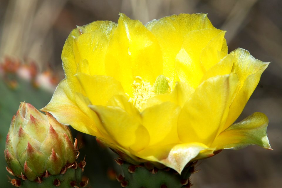 PRICKLY PEAR, ENGELMANN (Opuntia engelmanii) (5-14-11) pena blanca lake, scc, AZ -01
