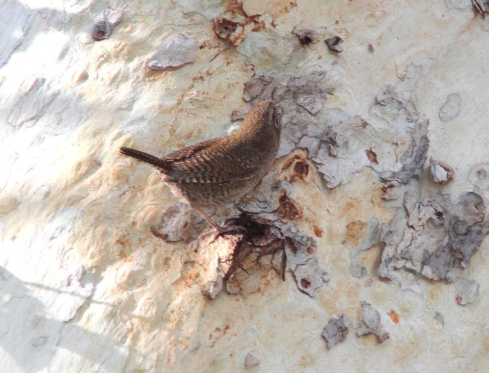 WREN, HOUSE (4-12-12) brown-throated, madera cyn, scc, az -03