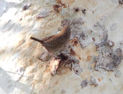 WREN, HOUSE (4-12-12) brown-throated, madera cyn, scc, az -03