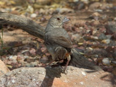 TOWHEE, CANYON (6-11-11) 78 circulo montana, patagonia lake ranch estates, scc, az -01