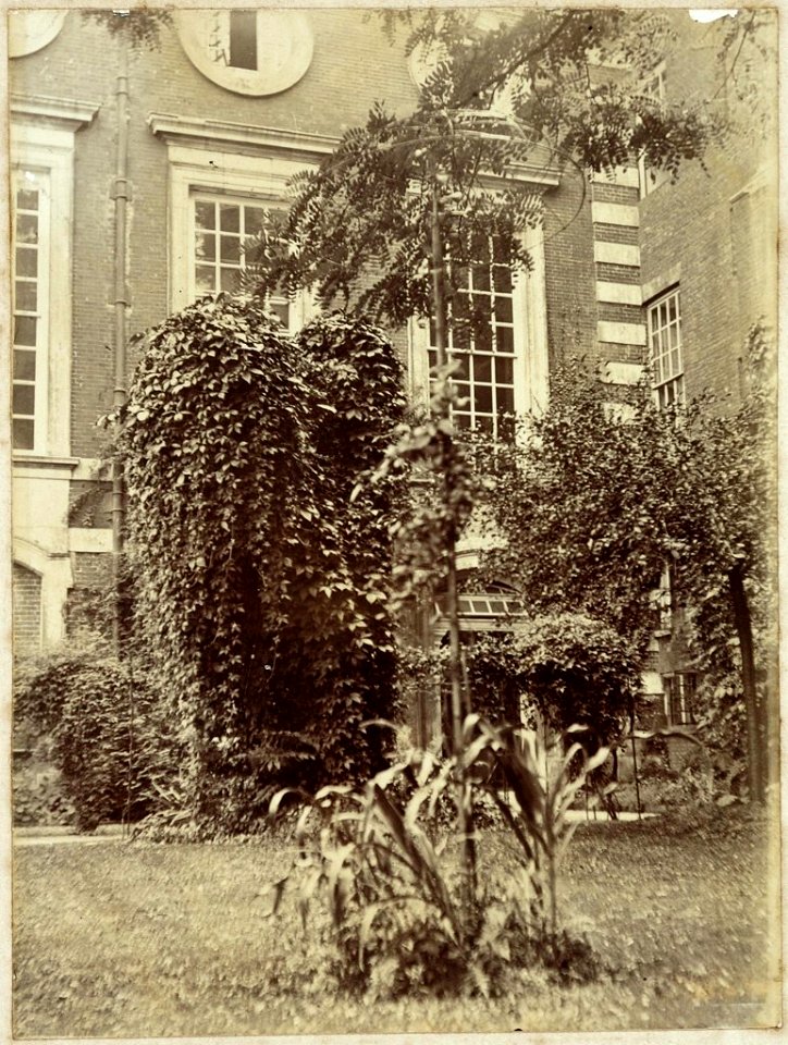 Lady Mornington's Garden, Hampton Court
