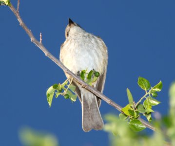 FLYCATCHER, VERMILLION (5-10-11) patagonia lake, scc, az -01