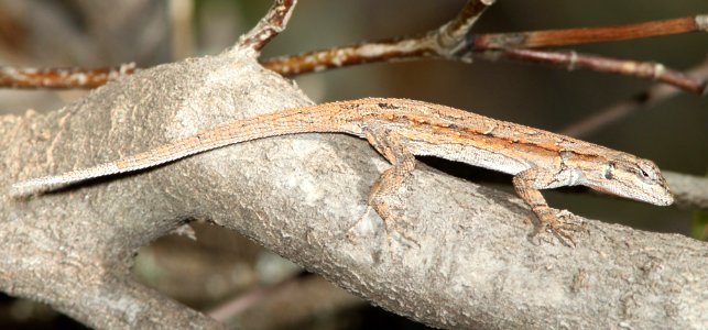 LIZARD, ORNATE TREE (Urosaurus ornatus) (7-8-12) lower humboldt canyon, patagonia mts, scc, az -01