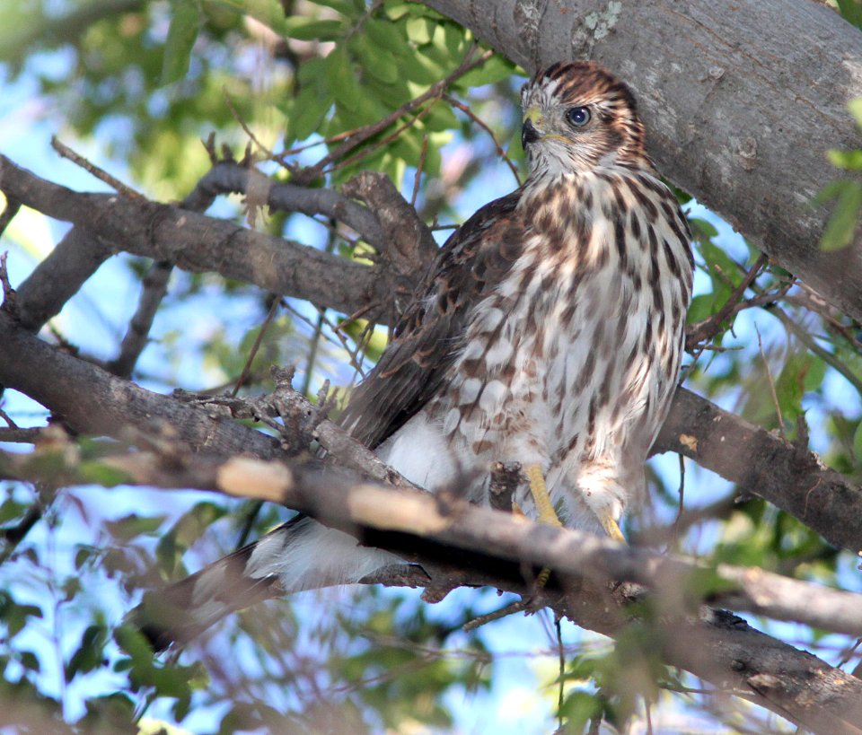 HAWK, COOPER'S (7-14-11) juv near nest, patagonia-sonoita creek preserve, scc, az -02