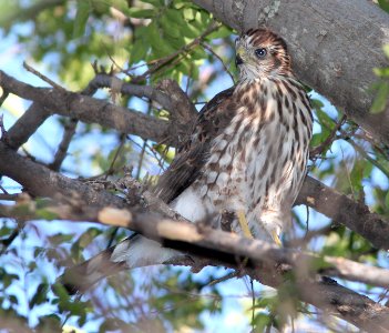 HAWK, COOPER'S (7-14-11) juv near nest, patagonia-sonoita creek preserve, scc, az -02