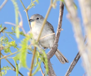 VIREO, GRAY (5-5-11) Patagonia Lake , SCC, AZ -03