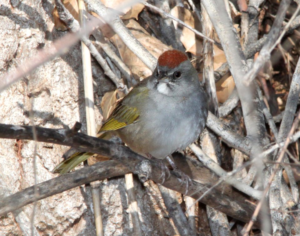TOWHEE, GREEN-TAILED (2-2-12) patagonia-sonoita creek preserve, scc, az -01