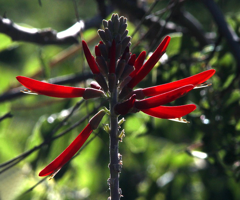 WESTERN CORAL-BEAN (Erythrina flabelliformois) (5-30-11) patagonia lake, scc, az -06