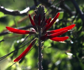 WESTERN CORAL-BEAN (Erythrina flabelliformois) (5-30-11) patagonia lake, scc, az -06
