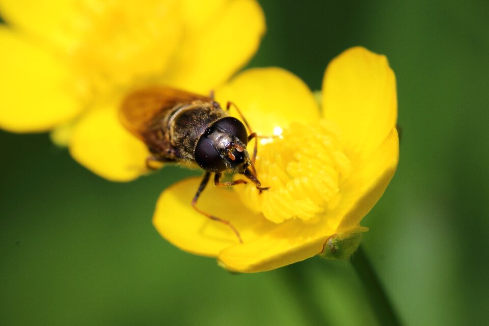 Eyes compound eyes yellow