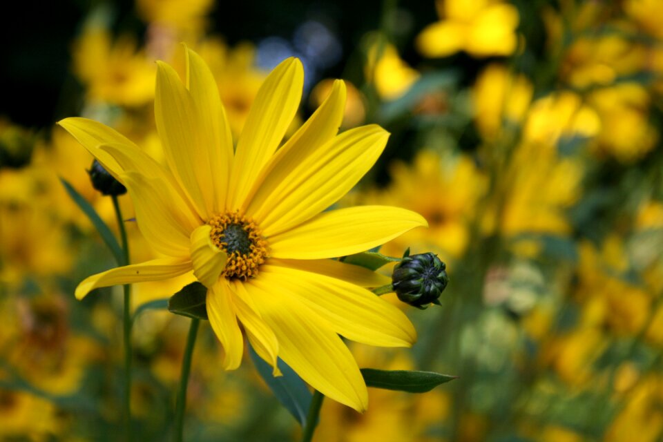 Plant nature yellow flower