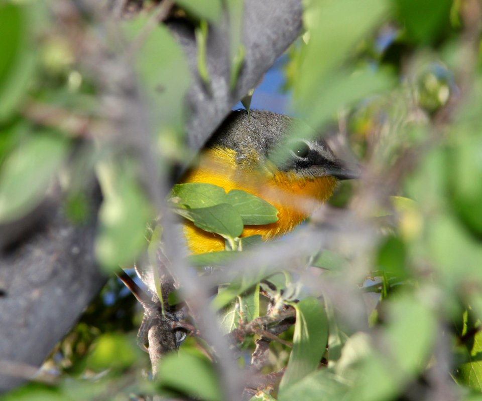 CHAT, YELLOW-BREASTED (5-10-11) patagonia lake, scc, az -01