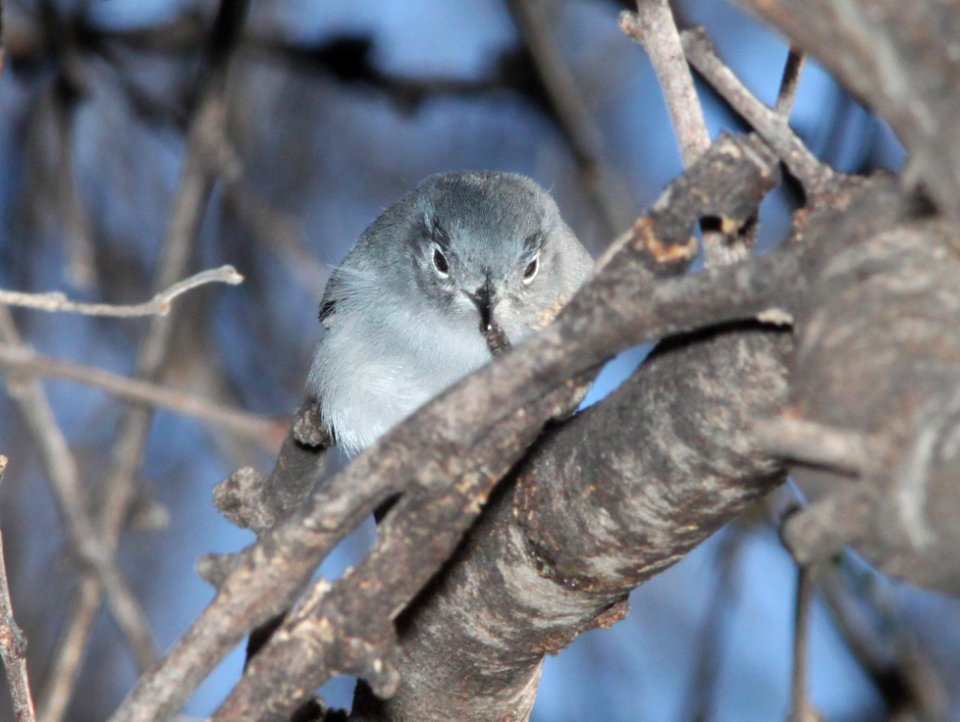 GNATCATCHER, BLACK-CAPPED (2-4-12) bird 1, patagonia lake , scc, az -01
