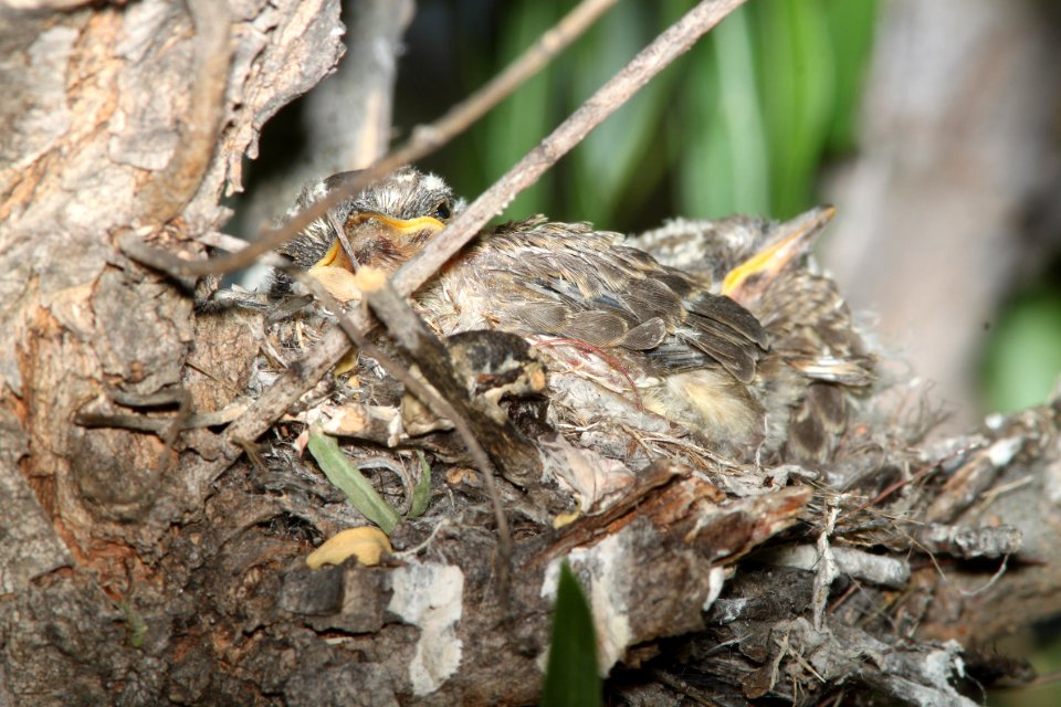 FLYCATCHER, VERMILLION (5-14-11) nest w 3 juv, pena blanca lake, scc.az -02