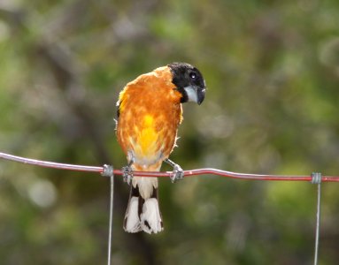 GROSBEAK, BLACK-HEADED (6-12-11) ash cyn b&b, cochise, az -01