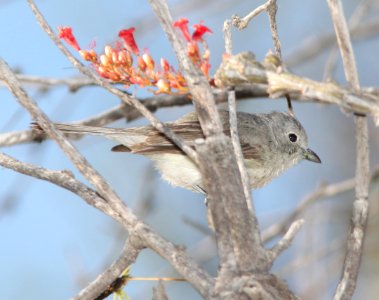 VIREO, GRAY (5-5-11) Patagonia Lake , SCC, AZ -06