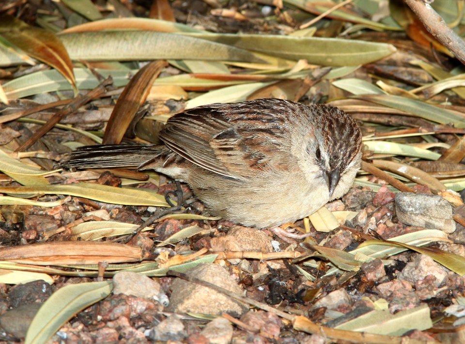 SPARROW, BOTTERI'S (4-10-11) 78 circulo montana, patagonia lake ranch estates, scc, az -05