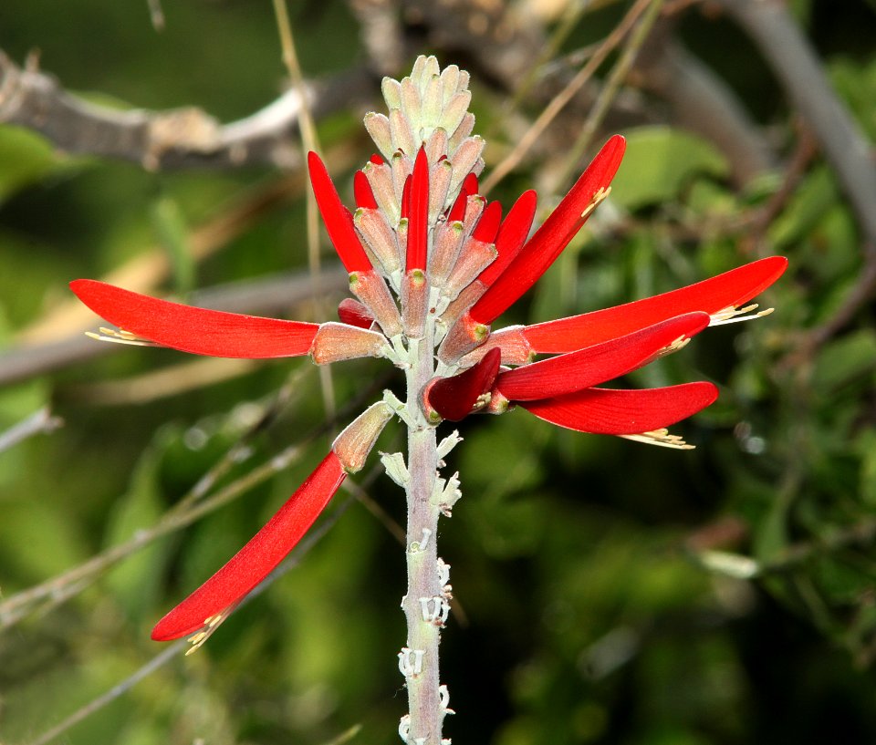 WESTERN CORAL-BEAN (Erythrina flabelliformois) (5-30-11) patagonia lake, scc, az -04