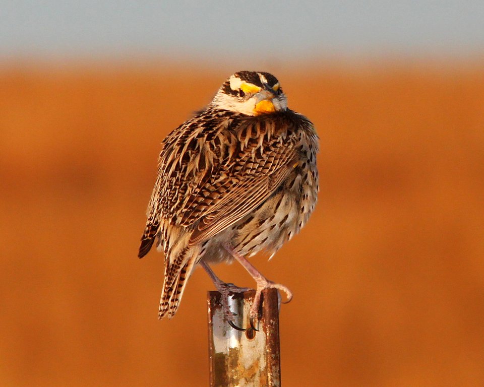 MEADOWLARK, LILIAN'S (5-7-11) san rafael grasslands, scc, az -07