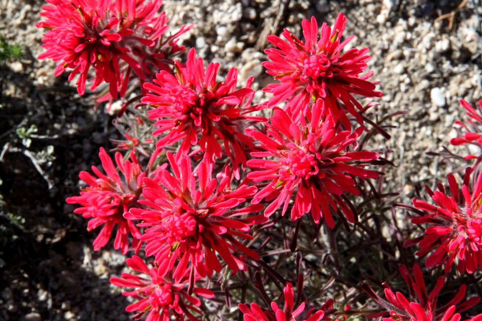 FLOWER 2 - PAINTBRUSH, sp (6-16-11) northeast nevada -