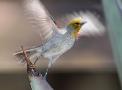 VERDIN (3-30-11) 78 circulo montana, patagonia lake ranch estates, scc, az -06