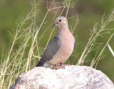 DOVE, MOURNING (5-26-11) 78 circulo montana, patagonia lake ranch estates, scc, az -01