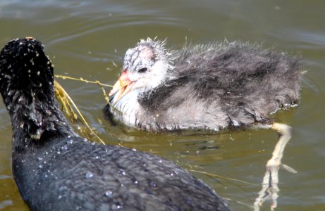 COOT, COMMON (5-13-11) patagonia lake, scc, az -02