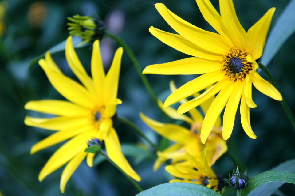 Plant yellow flower pointed flower