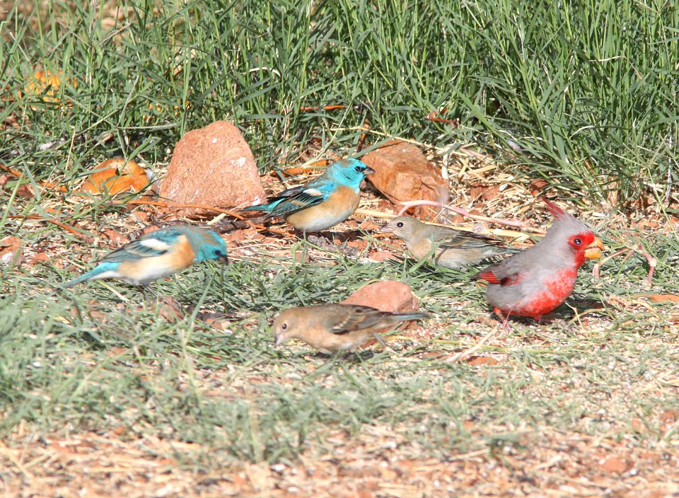 LAZULI BUNTINGS and PYRRHULOXIA