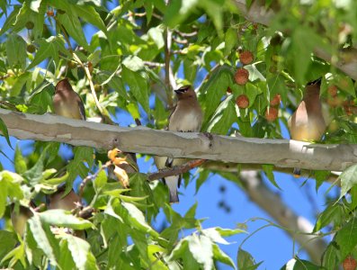 WAXWING, CEDAR (5-12-11) patagonia roadside rest, scc, az -02