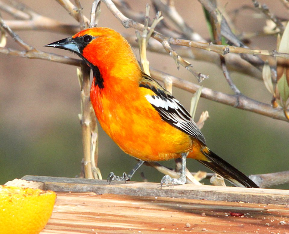 ORIOLE, STREAK-BACKED (6-11-11) 78 circulo montana, patagonia lake ranch estates, scc, az -07