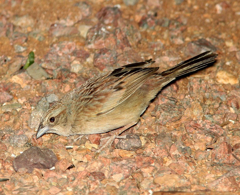 SPARROW, BOTTERI'S (5-31-11) 78 circulo montana, patagonia lake ranch estates, scc, az -04