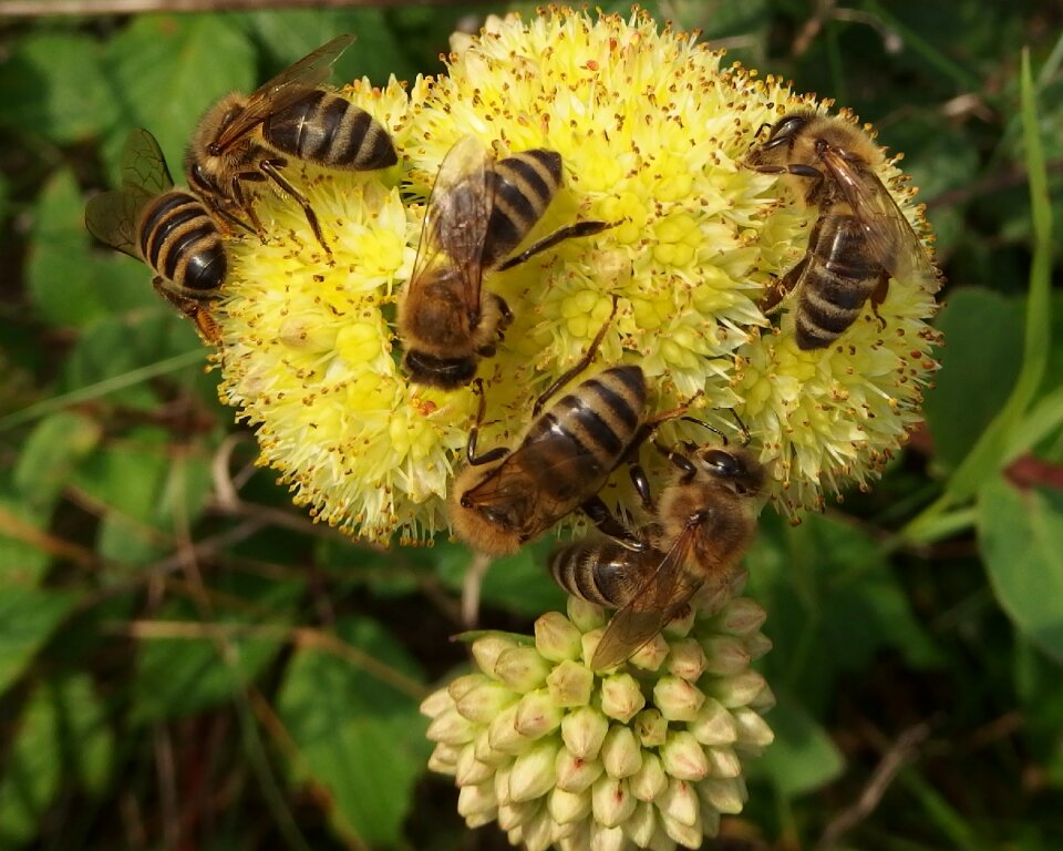 Ectar insect flower
