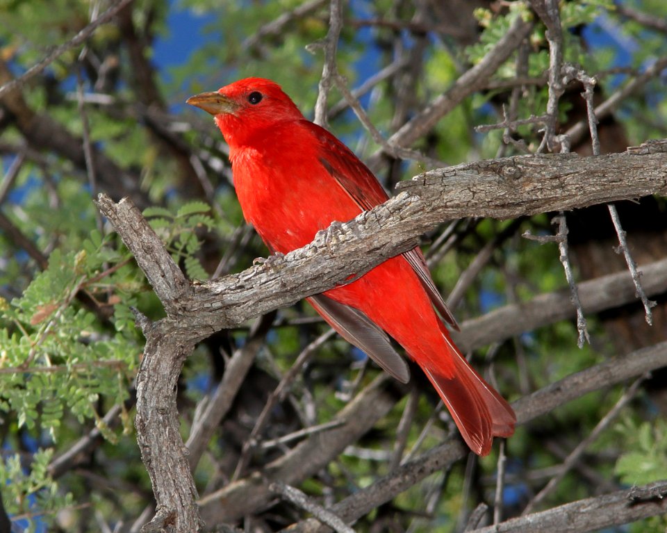 TANAGER, SUMMER (5-20-11) patagonia lake state park, scc, az -02