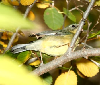 WARBLER, BLACK-THROATED BLUE (11-22-11) south of clark's crossing, santa cruz river, carmen, scc, az -01